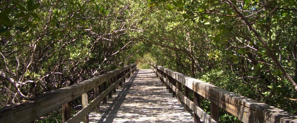 mangrove forests